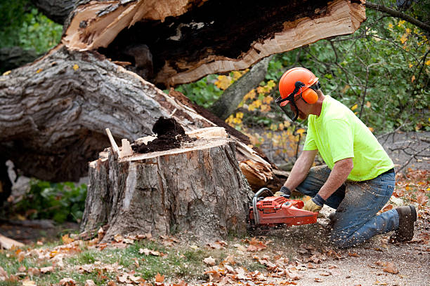 Best Hazardous Tree Removal  in Mantua, VA